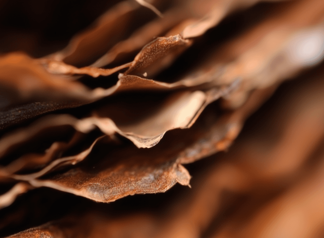 Tobacco